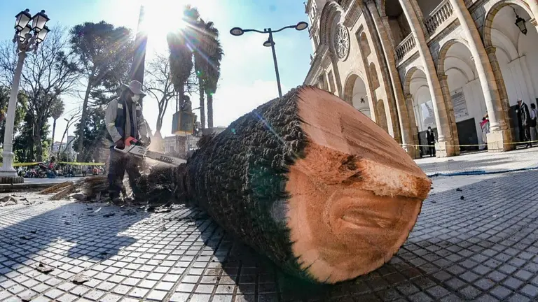 La palmera, ya en el suelo. Dico Sol&iacute;s