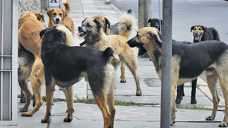 Un grupo de canes en situación de calle en Cochabamba./ DICO SOLÍS