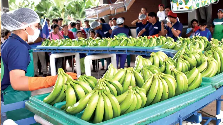 Productores del Trópico de Cochabamba procesan bananos para exportarlos. ARCHIVO