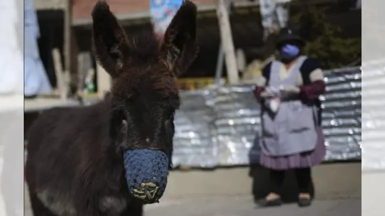 Una imagen de un equino. ERBOL.