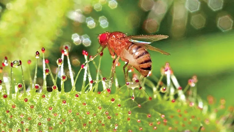 Una mosca de la fruta se posa en una planta.    Archivo
