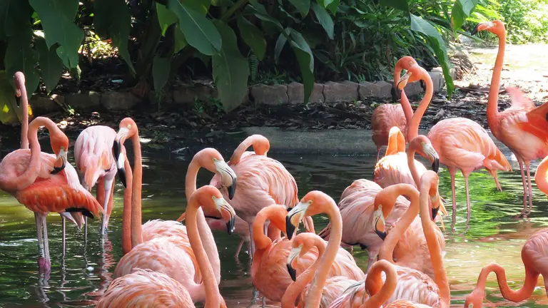 Flamencos. Pixabay