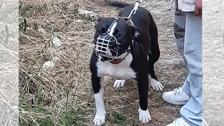 Uno de los perros que fue capturado por la Policía. ERBOL