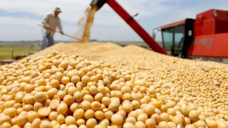 Soja, uno de los alimentos que comercializa el país. ARCHIVO
