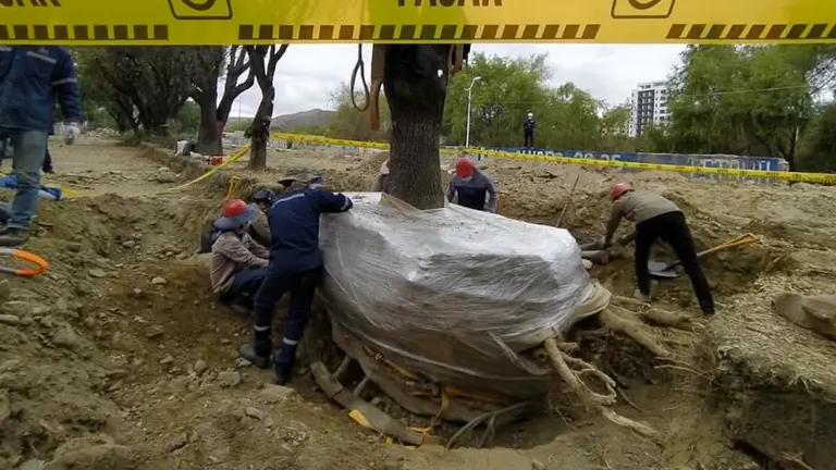 Obreros proceden al transplante de uno de los árboles del corredor Quintanilla. DICO SOLÍS