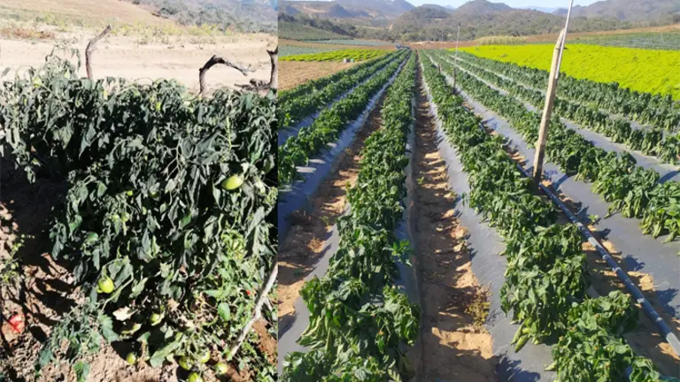 Cultivos de tomate afectados en Santa Cruz./ ARCHIVO