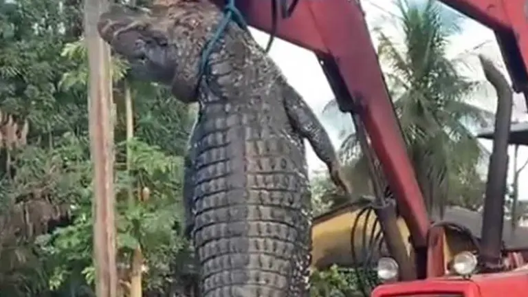 Tractor circula con el caimán negro por las calles de Magdalena. REDES SOCIALES