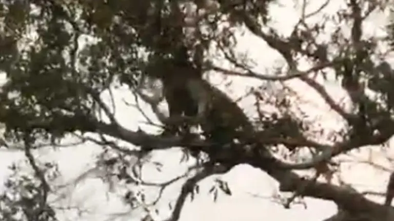 Captura del video que muestra el biocidio de un jaguar en la zona oriental del pa&iacute;s. ERBOL