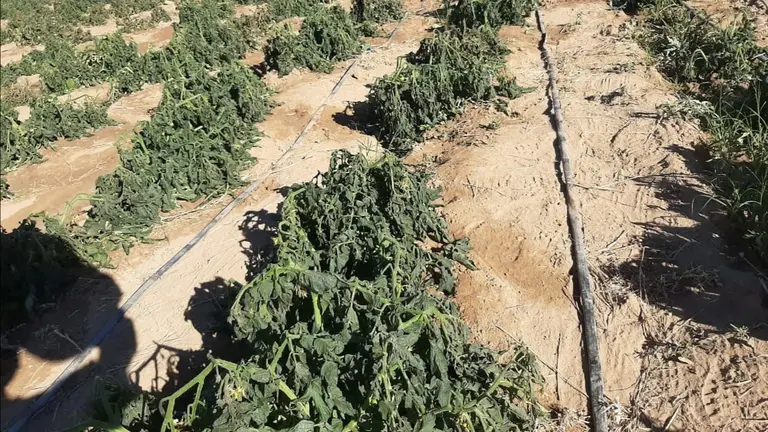 Foto de archivo muestra sembrad&iacute;os de tomate afectados por la helada, en el Cono Sur de Cochabamba. ARCHIVO