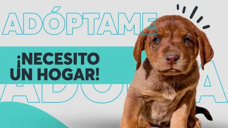 Uno de los canes que est&aacute; en adopci&oacute;n. ALCALD&Iacute;A TIQUIPAYA.