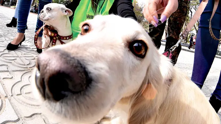Imagen referencial de algunas mascotas de Zoonosis que fueron dadas en adopción. DICO SOLÍS
