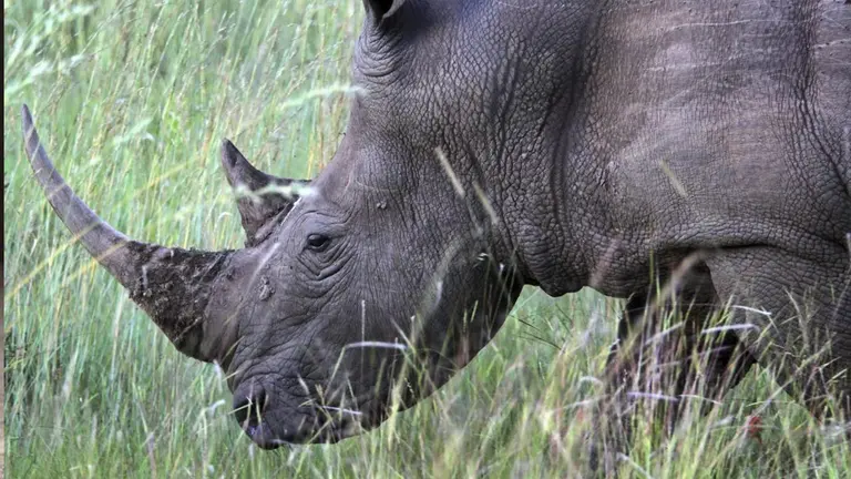 La caza de rinocerontes aument&oacute; un 50 % en el primer semestre en Sud&aacute;frica. EFE