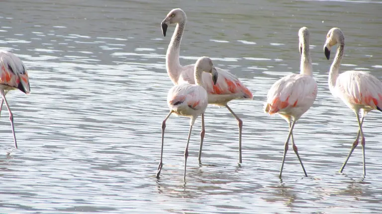 Ave denominada Phoenicopterus Chilensis, una especie migratoria que llega a las lagunas de Cochabamba.    Teo Camacho