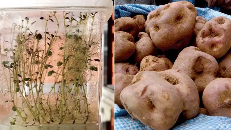 Cultivo de papa in vitro. UMSS