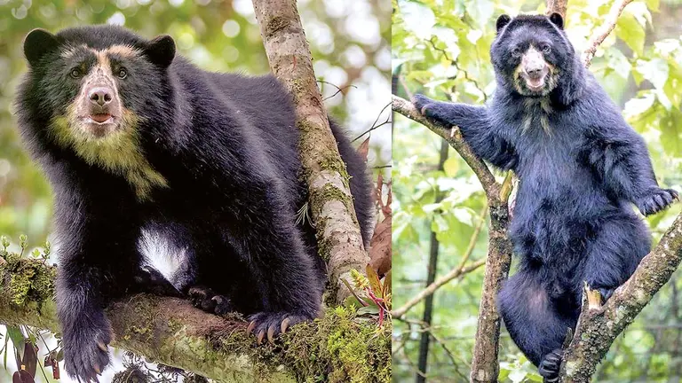 La especie del oso jucumari está en estado vulnerable. GAIA PACHA