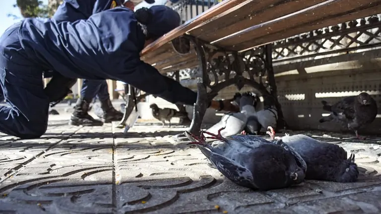 Palomas muertas en la Plaza Principal. DICO SOL&Iacute;S.