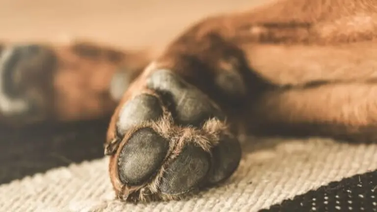Imagen referencial de un perro adormecido. Mascota y salud