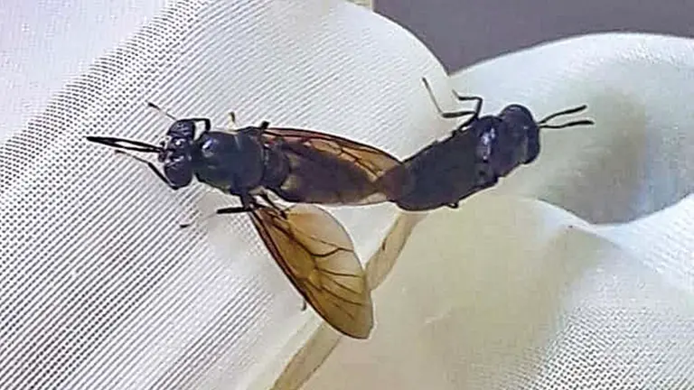 Mosca Soldado Negra en un laboratorio de la UMSS.  GENTILEZA