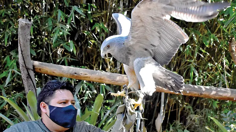 Águila en el refugio Agroflori.         DICO SOLÍS
