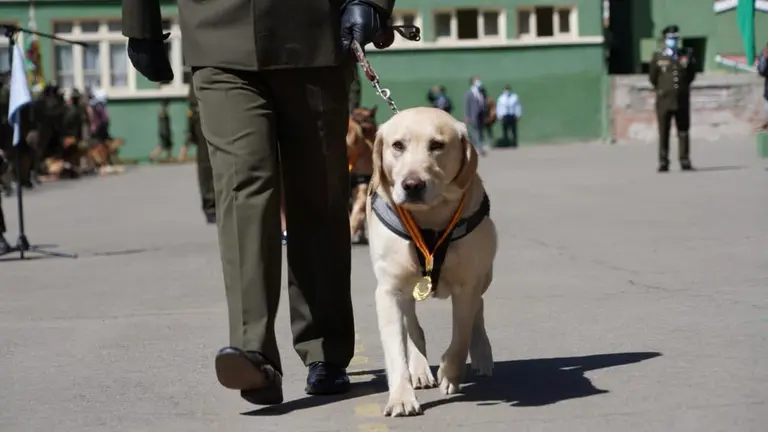Un can luce un medalla que destaca su labor en la Polic&iacute;a. Foto: Ministerio de Gobierno