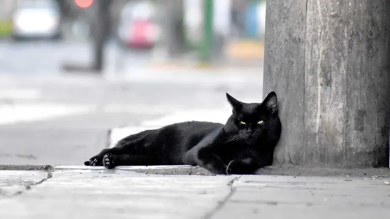 Un gato negro descansa en una acera de la calle. DICO SOLÍS