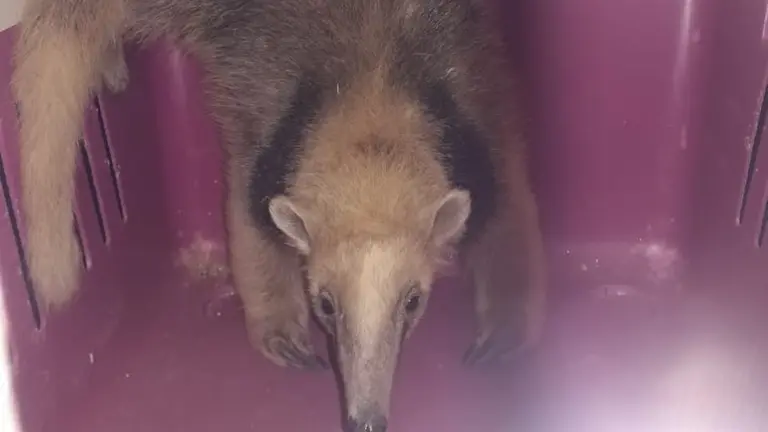Una imagen del oso hormiguero rescatado. Pofoma