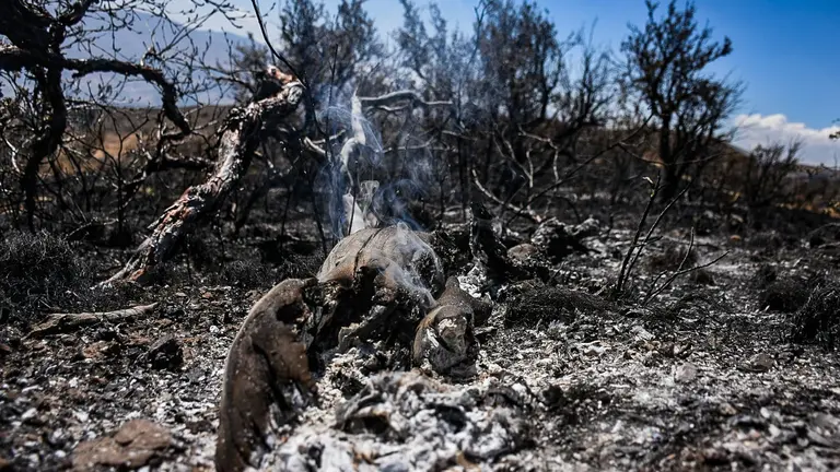 Restos de un &aacute;rbol nativo tras el incendio en Sacaba, hoy. Dico Sol&iacute;s.