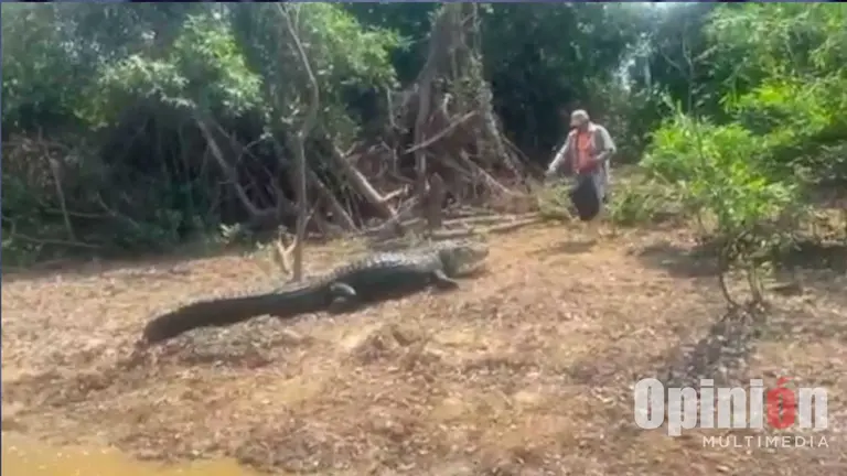 El caim&aacute;n al momento de salir del agua junto a su "due&ntilde;o". Captura video