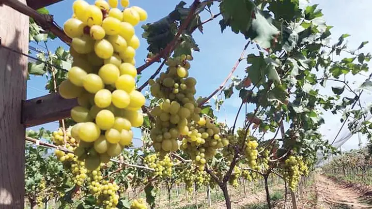 Viñedos de uva en el municipio de Omereque.           HÉCTOR ARCE