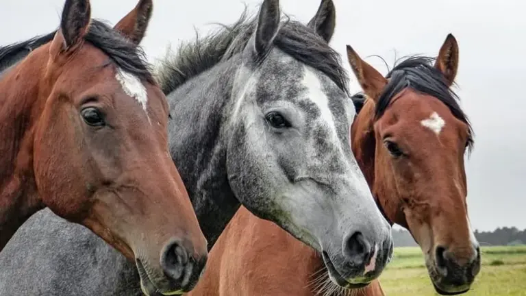 Imagen referencial de caballos adiestrados. Muy Interesante
