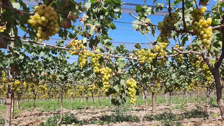 La producción de uva en días recientes en Omereque. HÉCTOR ARCE
