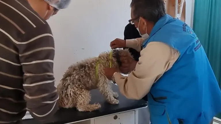 Quillacollo vacuna hoy a perros y gatos contra la rabia