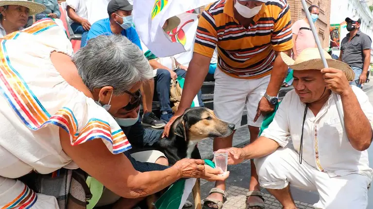 Penoco, el perro que acompa&ntilde;a la marcha indigena desde San Jos&eacute;, es visto este mi&eacute;rcoles junto a ind&iacute;genas de la chiquitania en la ciudad de Santa Cruz. EFE