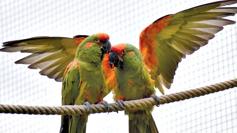 Una pareja de parabas de frente roja en un área en un refugio.  DICO SOLÍS