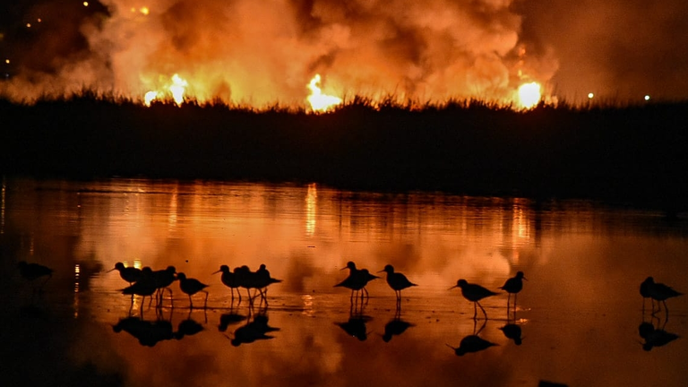 Aves afectadas por el incendio en el laguna Alalay. DICO SOL&Iacute;S