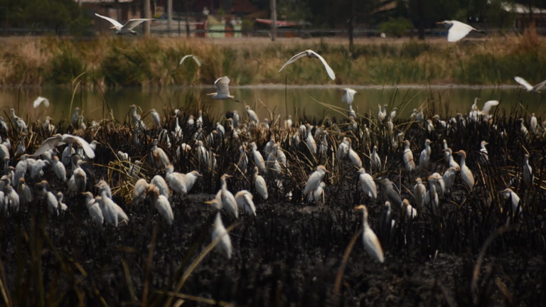 Aves en la laguna Alalay despu&eacute;s del incendio. DICO SOL&Iacute;S