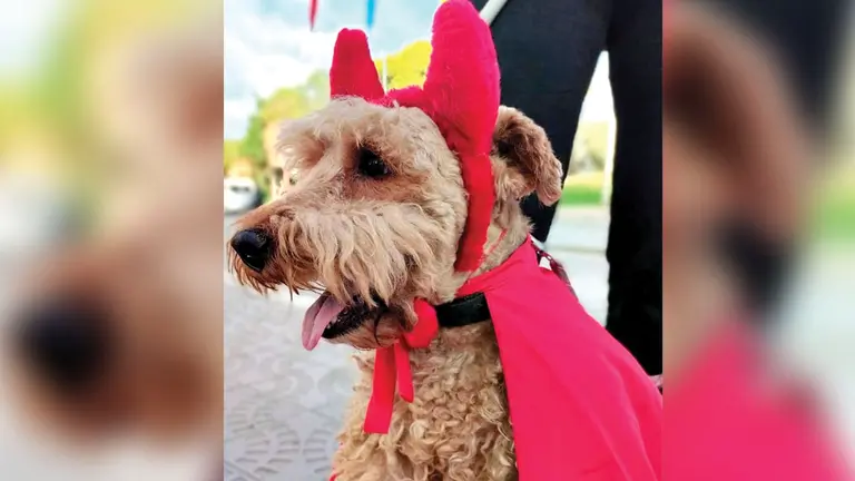 Un perro con un disfraz de diablo. SAN MARTIN DE PORRES