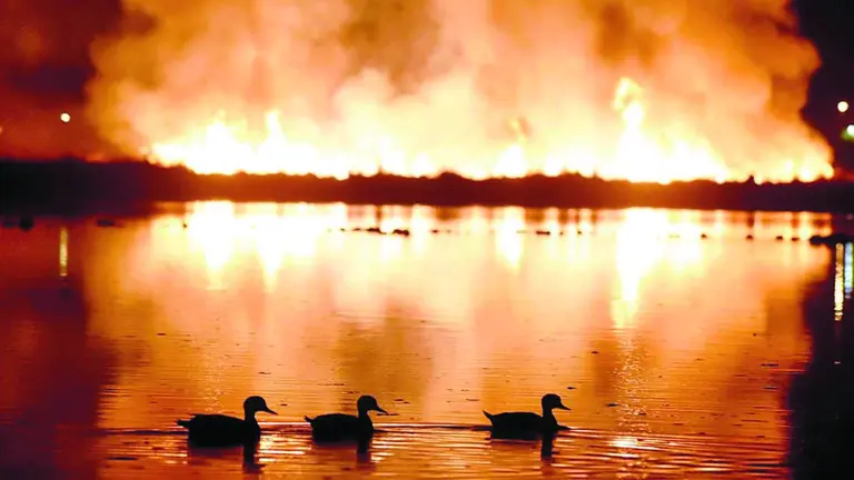 Imagen referencial de un grupo de patos que nada en Alalay, mientras ocurr&iacute;a el incendio. DICO SOLÍS
