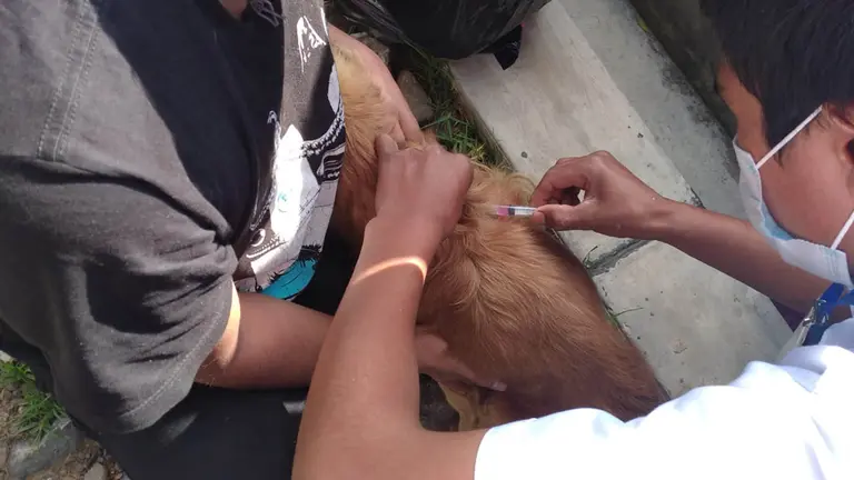 Vacunan a un can contra la rabia en Ticti Norte, Cochabamba. SEDES