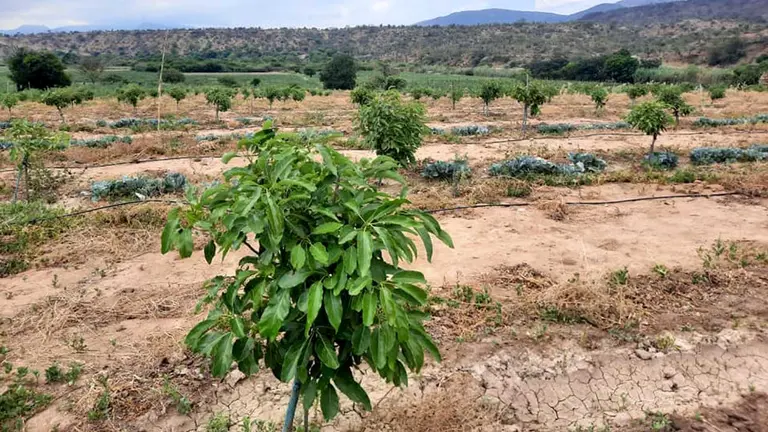 Campos con cultivos de palta en Omereque. HÉCTOR ARCE
