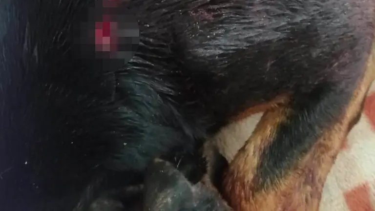 El perro herido recibe atenci&oacute;n m&eacute;dica en un centro veterinario.