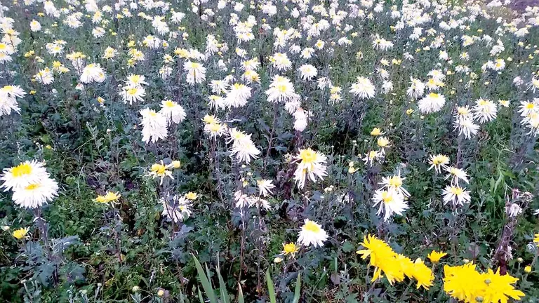 Un cultivo de flores que fue afectado por la granizada. CORTESÍA