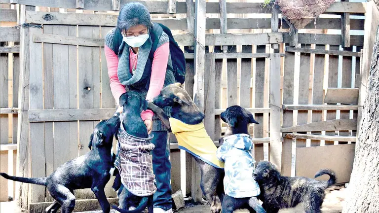 Una voluntaria del refugio Gamaliel junto a canes de la Coronilla que fueron rescatados. DICO SOLÍS