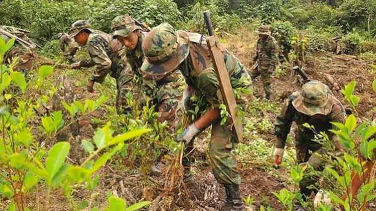 Bolivia destruye cultivos de hojas de coca/. Archivo