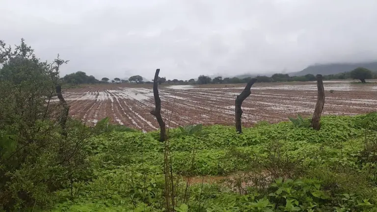 C&oacute;mo quedaron los sembrad&iacute;os de ma&iacute;z tras las lluvias en Pasorapa. GAMP.