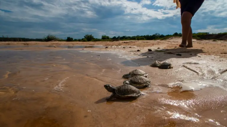Miles de tortugas encuentran una nueva oportunidad de vida en el r&iacute;o It&eacute;nez del Beni. PEDRO LAGUNA/OPINI&Oacute;N