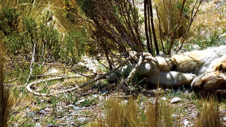 Un animal murió atado a un arbusto. DICO SOÍS