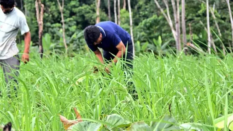 Evo Morales, en el Tr&oacute;pico de Cochabamba, sembrando arroz. TWITTER