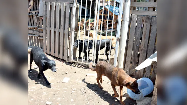 Perros del refugio Gamaliel caminan en el patio de la institución. DICO SOLÍS