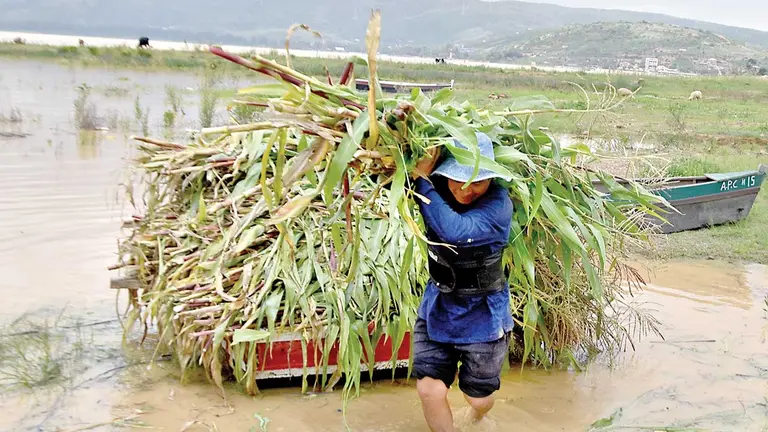 Un agricultor recoge plantas de maíz de un terreno anegado en Tolata. NOÉ PORTUGAL